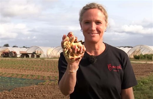 Ingwer- und Süßkartoffelanbau in NRW – lohnt sich das?