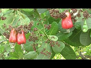 Les cultures annuelles dans les vergers de cajou résumé