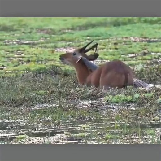 A deer, trying to escape a pack of wild dogs, ran into a muddy waterhole. Little did it know that a deadly crocodile was lurking beneath the muddy water. Seizing the opportunity, the crocodile suddenly attacked the deer. Helpless, the deer fought desperately to free itself while the wild dogs waited outside, hoping it would come back. After waiting for a long time, the wild dogs eventually gave up and left in search of another prey. By God's grace, the deer kept struggling and finally managed to