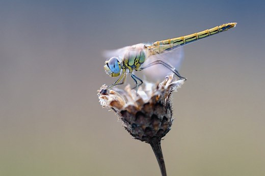Do Dragonflies Eat Honey Bees? Are They a Threat? - BeeKeepClub
