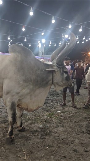Opening Entry Most Beautiful and Biggest Kankarej Bull of S.k cattle farm for💕 202_6#viral #trending
