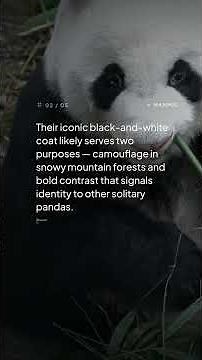 Giant Panda — 5 Facts Most People Don't Know #wildlife #education #facts