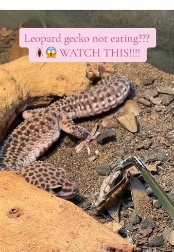 I know it’s always terrifying when suddenly your leopard gecko stops eating, but don’t panic!!! There’s usually always a reason for why suddenly they’ll turn their noses at any food you offer them. Sometimes it’s due to illness, but most of the time, thankfully, it’s not!!! It’s the winter and soon spring season, which is a time where you have to pay close attention to your leopard geckos. Why? Because this is the time most owners panic because a healthy gecko suddenly doesn’t want food, doesn’t