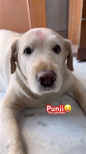 ये तीन काम मत करियो, Punji का यह labrador warning है बेमिसाल 🐾
