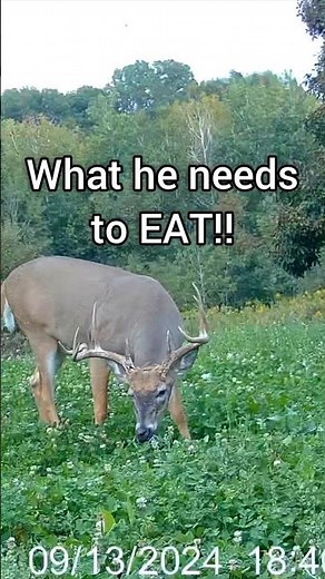 What A Mature Bucks Needs To EAT To Stay On Your Land #deerhabitat #deerhunting