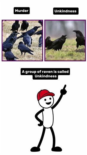 Different Groups of Animals: What’s The Main Difference? 🦁🦅🐠