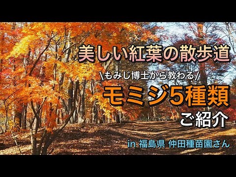 美しい紅葉の散歩道を歩きながら、モミジ5種類ご紹介。もみじ博士の仲田種苗園さんに教わりました 庭木におすすめです in 福島県 momiji