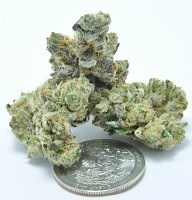 Fire Alien Kush | Marijuana Strain Reviews