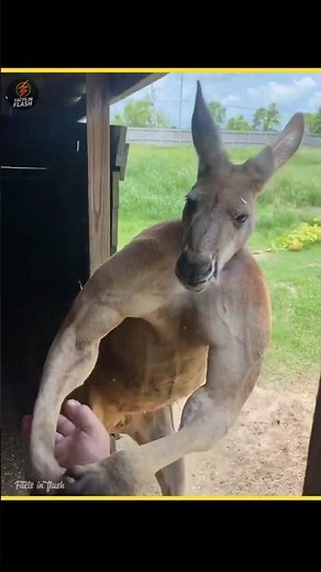 Do You Know Why Kangaroos Flex?