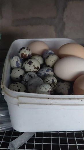 Fazendo coleta de ovos de codorna