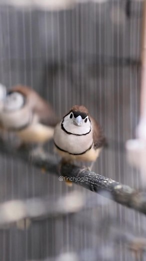 owl finch #owlfinch | Indra Prihantoro