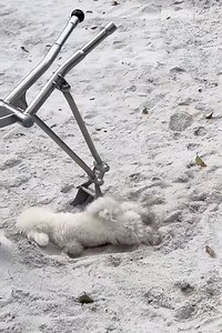 5.2K views · 53 reactions | Latest Funny Dogs Clips Try Not To Laugh Funny Dog Shorts Videos  -EPS1196 @CuteAnimalShare #dogs #cutedogs #cutepets #cuteanimals #cuteanimalshare #dogslovers #dogslife #funnydogs #funnypets #funnyanimals #funnyvideos #dogsfunnyvideos | Cuteanimalshare | Facebook