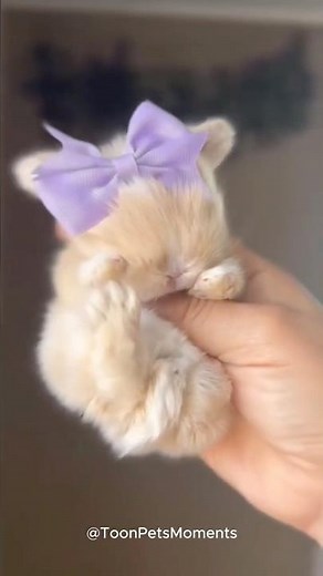 Little Bunnies Kawaii Moments 🥕✨ | Cute Cartoon Transformation & Funny Bunny Clipsrabbits