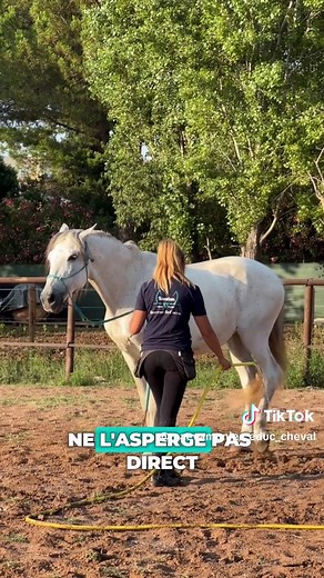 Comment rendre la douche agréable pour ton cheval ?