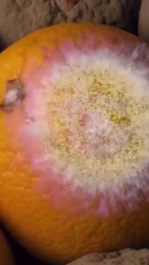 Have you heard of the “Humongous Fungus”? It spreads out over 2,000 acres and is one of the largest living organisms lives under the forest floor in Oregon. 🍄 #fantasticfungi #honeyfungus #mycelium #mycology