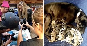 Vet Assists Great Dane Birth 19 Babies Via C-Section, Each Puppy Strong and Healthy