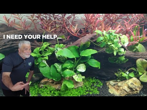 Setting Up My New Aquascape 2025 | Need Your Help for Naming This Aquarium