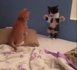 Playful kitties in slow mo.. (courtesy: @kateskittens) #fosterkittens | Love Meow