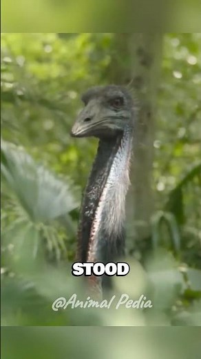 5 Giant Prehistoric Birds That Ruled Earth 🤯 #prehistoric #dinosaur #extinct #birds