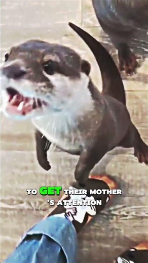 🦦 The Cutest Animal Sound You'll Hear Today