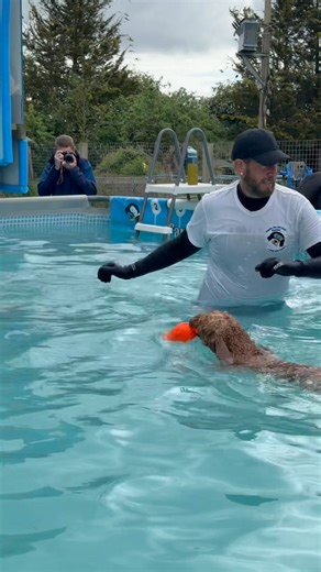 Poo pool party! | Canine Dip and Dive Maldon