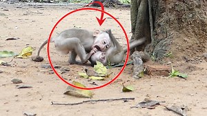 196K views · 2.3K reactions | Jady Angry Alien the jump drop on her many time during her tail is hang on into tree and want Alien help her take her from this soon but Alien try to go away her | Monkey Family | Facebook