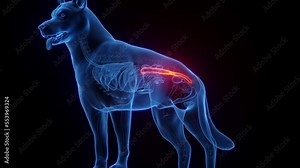 3D medical animation of a dog's colon and rectum