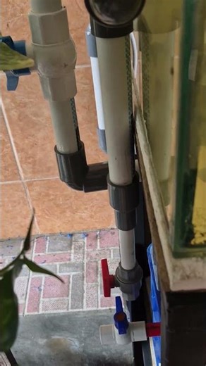 diy overflow pipe rucika pipe pvc low budget #aquarium #fish