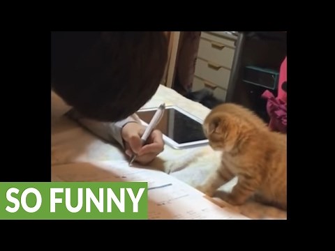 Playful kitten makes it difficult for owner to do homework