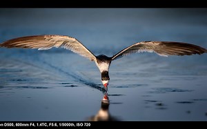 Nikon D500 Review, A Wildlife Photographer's Perspective