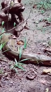 The bravest creature calls the sloth #USA #Travel #AmericanLifestyle | Inspiring Life Moments