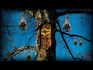 How to Build a Bat House