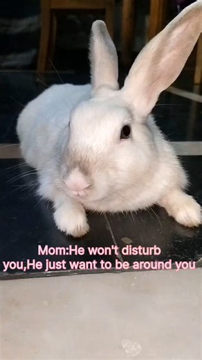 He knows I gonna fail anyway 🎀✨#viral#trending#rabbit#subscribe#reach