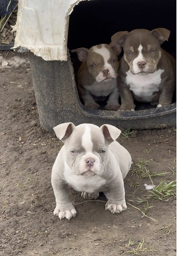 American Bully Puppies: The Ultimate Guide