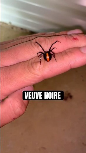 #Loic'sVideos #animals #boop #nature #blackwidow #spider #arachnophobia