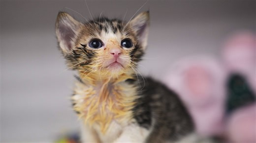 Is declawing cats inhumane? Ohio bill would outlaw practice. Alternatives, what to know