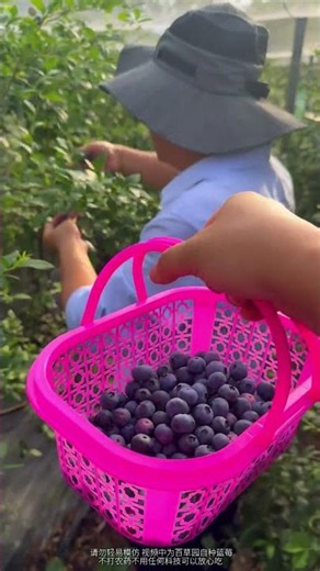 Ultimate Blueberry Eating Technique - Quick & Easy Guide