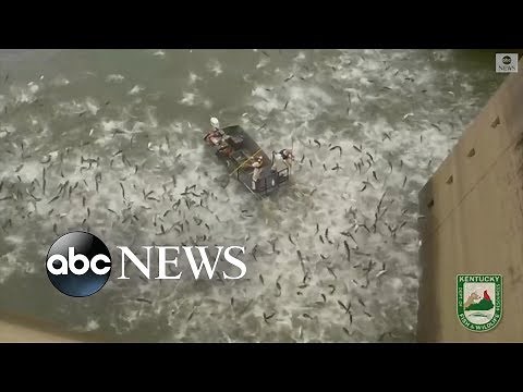 Stunned Asian carp leap from Kentucky lake