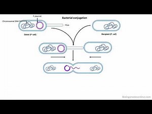 Bacterial conjugation Steps