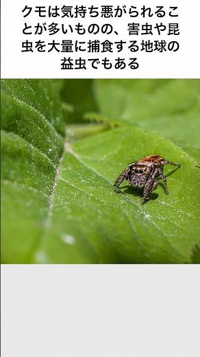 [衝撃！]クモの驚くべき捕食量の雑学