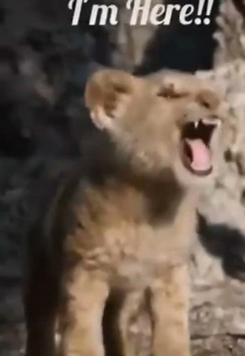 देखिए जंगल का राजा शेर है 😹😻🐅🐯