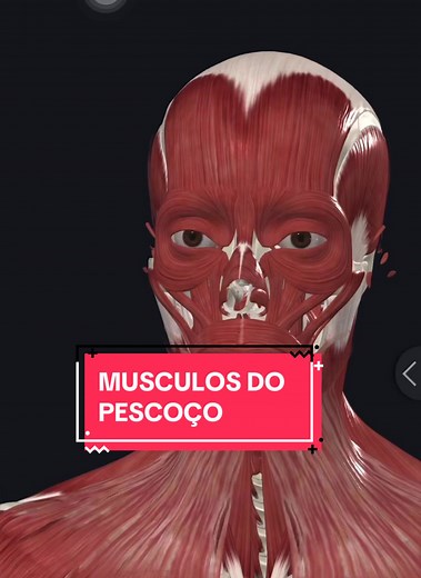 Anatomia dos Músculos do Pescoço: Guia Completo