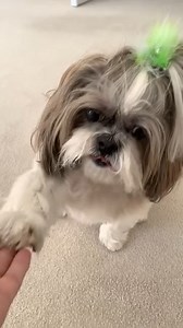 59K views · 8.6K reactions | I try my best to do a few little tricks for my yummy treats!  But mom always gives me treats either way, so it’s all good! 數 #dogvideos #shihtzu #shihtzulovers #dog #doglover #dogoftheday #cutedogs #pet #doglife #cutenessoverload #shihtzulove #dogtreats #dogtricks | Lacey Shih Tzu | Facebook