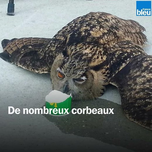 Un hibou grand-duc s'écrase contre le mur de France Bleu Drôme Ardèche à Valence