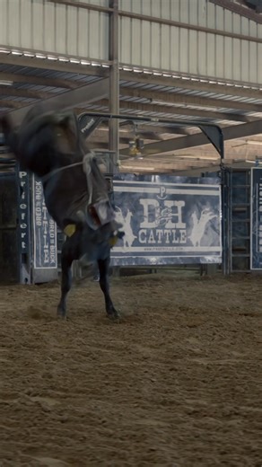 9.7K views · 357 reactions | Want to see more action?! Check out the D&H Cattle Co. Vegas Style Yearling Sale catalog & videos posted at the link below!! Be sure to tune in on sale day to cci.live if you can’t join us live! October 21st 6pm PT! https://cci.auction/orgs/11/auctions/5320 • • American Bucking Bull Inc. PBR Buck Cattle Co. YETI Tail Knot Bull Flanks American Hat Company | D&H Cattle Co. | Facebook