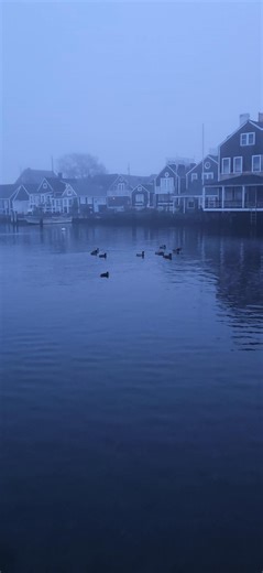 27K views · 1K reactions | Sea fog forms when warm, moist air flows over relatively colder waters. Wait till the end for the loud calls: there's one in every crowd!  | Nantucket Island | Facebook