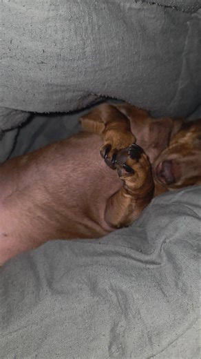 miniture Dachshund is tired, star the mini dachshund takes a nap #minidachshund #cutedog