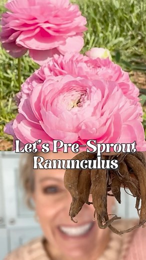 👇Things to keep in mind for ranunculus 🌸:⁣ ⁣ (I’m not a professional! If I can do it, so can you! 🙌 This isn’t rocket science. 🚀 Comment “pro” for links to the ranunculus supplies I use!)⁣ ⁣ 🌸Start presprouting your ranunculus corms 8-10 weeks before your last frost date. My frost date is April 15th so my ideal time to start is the first of February. I started mine a bit early to show you so you can get to your corms and supplies in time!⁣ ⁣ 🌸Ranunculus corms need temps to be cool while th