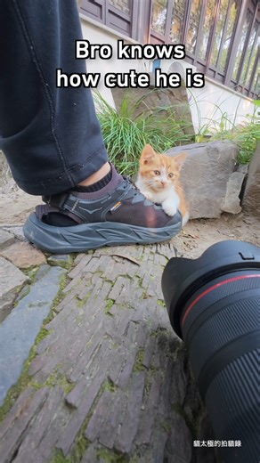 strike a pose | Meowed