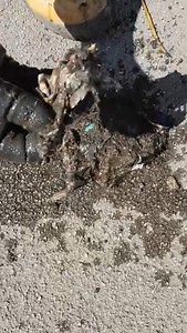 Blocked Gully, Dead bird in the gully trap  #blockeddrain #cleaning #unblocking | Drain Unblocking | Facebook